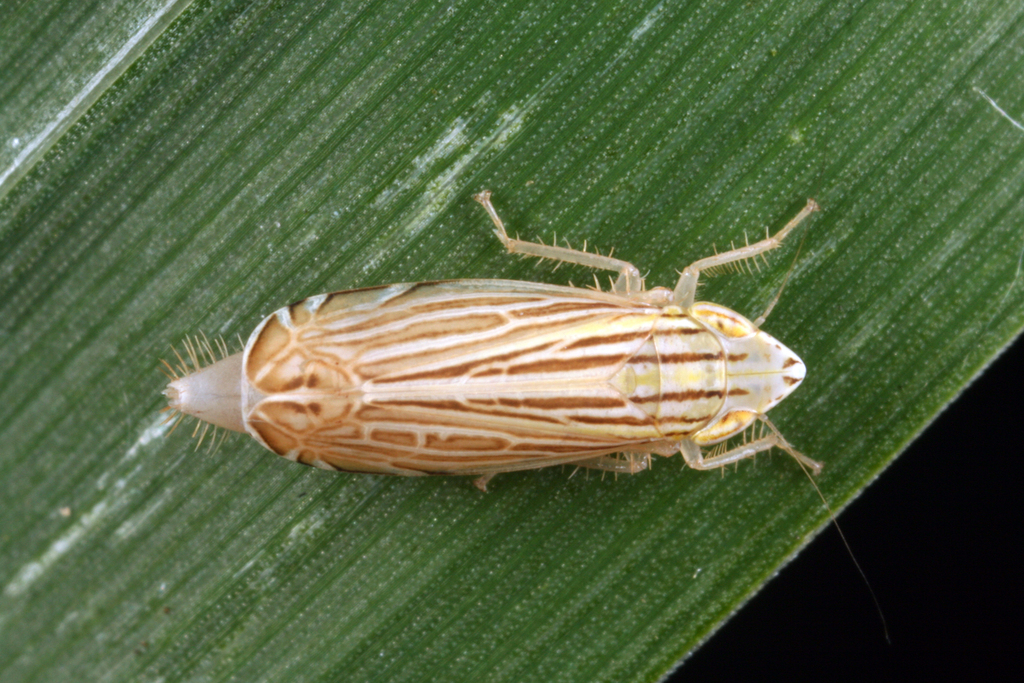 Flexamia grammica