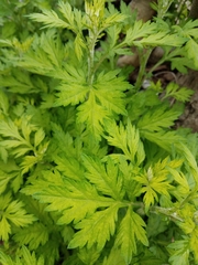Artemisia vulgaris