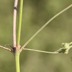 Geranium texanum