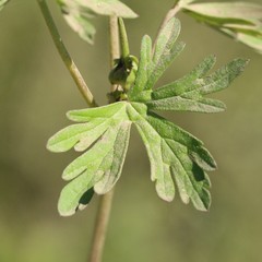 Geranium texanum