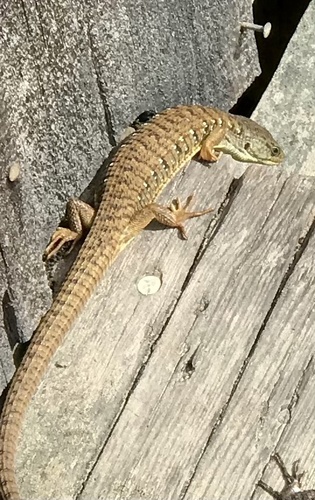 iNaturalist observation photo of Northern Alligator Lizard