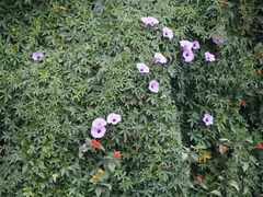 Ipomoea cairica image