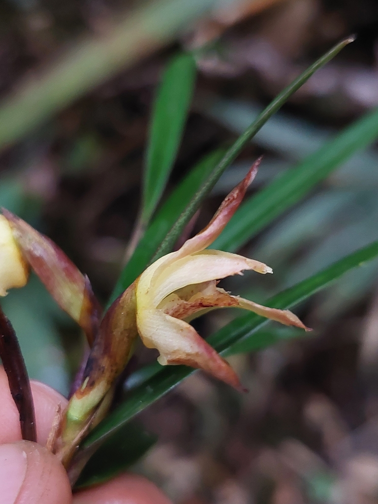 Maxillaria meridensis