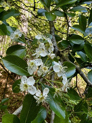 Crataegus crus-galli