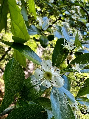 Crataegus crus-galli