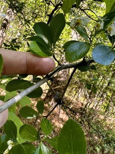 Crataegus crus-galli