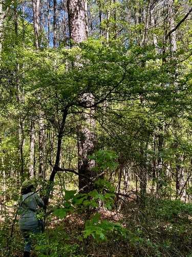 Crataegus crus-galli
