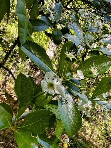 Crataegus crus-galli