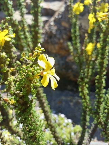 Image of Oxalis gigantea by (c) Álvaro Parra Valdivia, some rights reserved (CC BY)