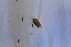 Choristoneura obsoletana