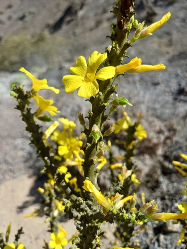 Image of Oxalis gigantea by (c) Álvaro Parra Valdivia, some rights reserved (CC BY)