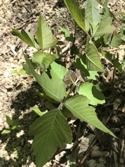 Toxicodendron radicans negundo