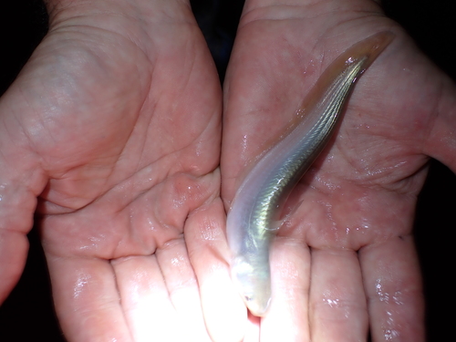 Silver tandan (Porochilus argenteus) — Plotosidae