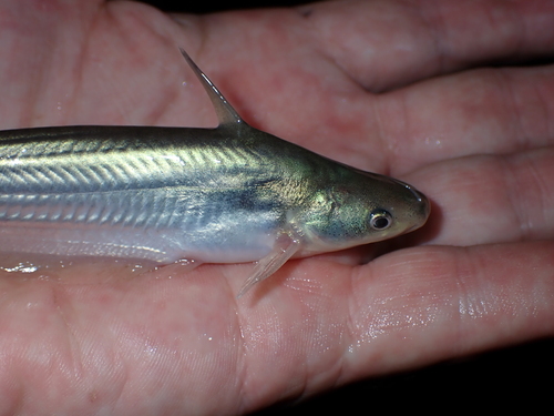 Silver tandan (Porochilus argenteus) — Plotosidae — 2