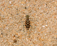 Lophyra cancellata