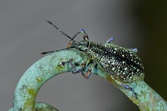 Exophthalmus jekelianus image