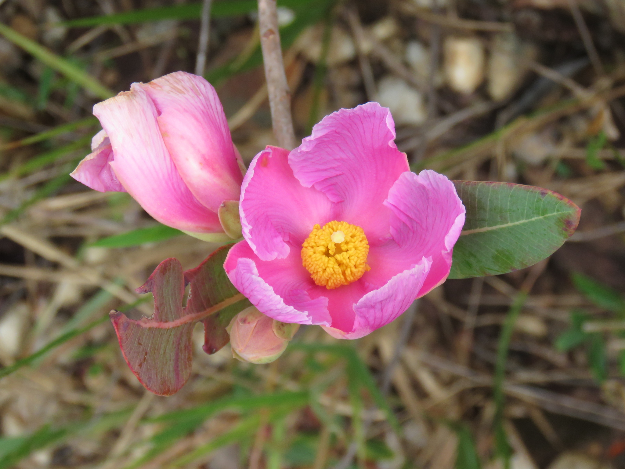 Kielmeyera rubriflora