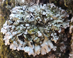 Physconia leucoleiptes