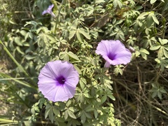 Ipomoea cairica image