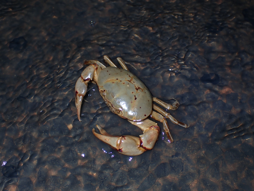 Austrothelphusa