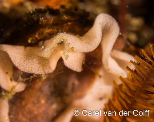 citrine nudibranch