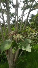 Heliocarpus americanus