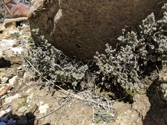 Myriopteris parryi