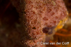 Botrylloides magnicoecus