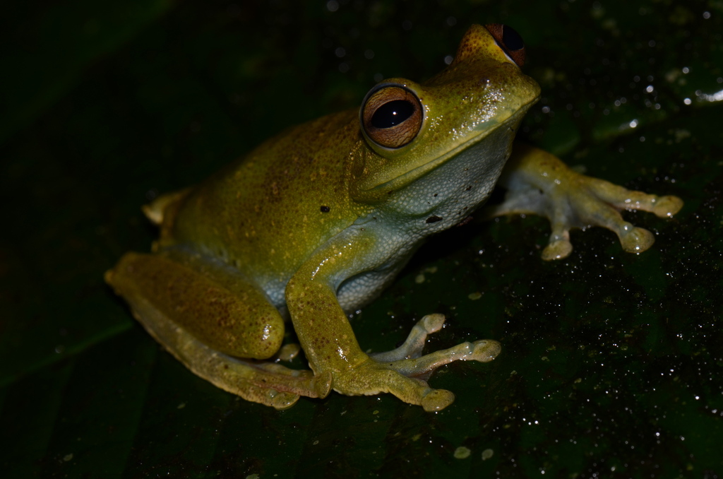 Gladiator Tree Frogs from Piñas, Ecuador on July 22, 2016 at 09:14 PM ...