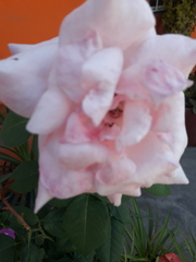 Rosa