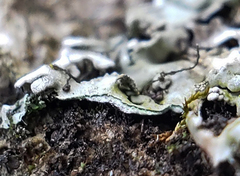 Physconia leucoleiptes