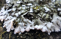 Physconia leucoleiptes