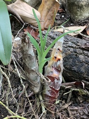 Mormodes