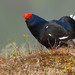 Black Grouse - Photo (c) Paul Cools, some rights reserved (CC BY-NC), uploaded by Paul Cools