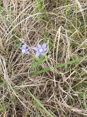 Nemastylis geminiflora