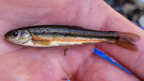 Northern Pearl Dace