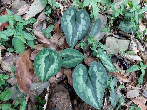 Image of Asarum macranthum by (c) Jason, some rights reserved (CC BY)