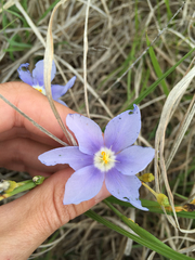 Nemastylis geminiflora