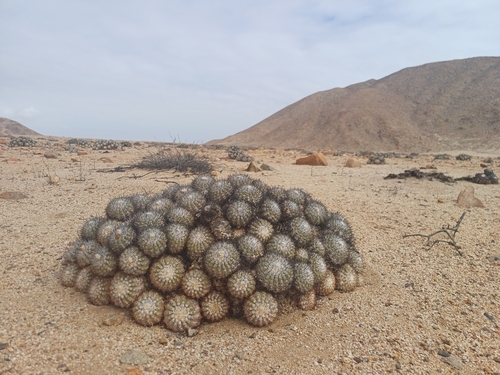 Copiapoa cinerascens