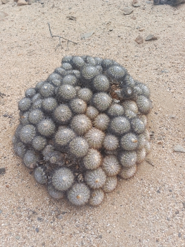 Copiapoa cinerascens