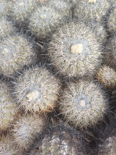 Copiapoa cinerascens