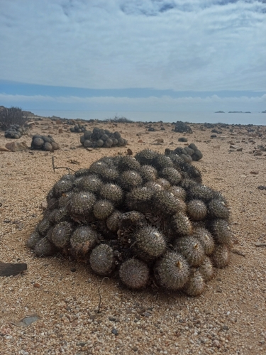 Copiapoa cinerascens
