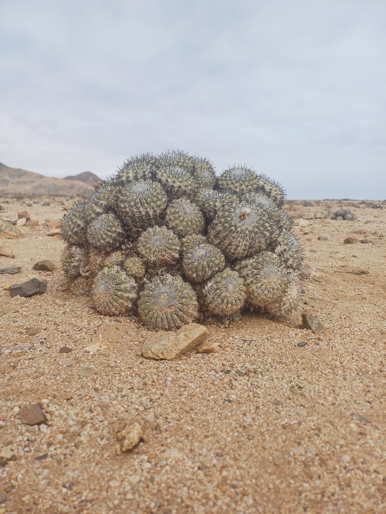 Copiapoa cinerascens, Atacama, CL