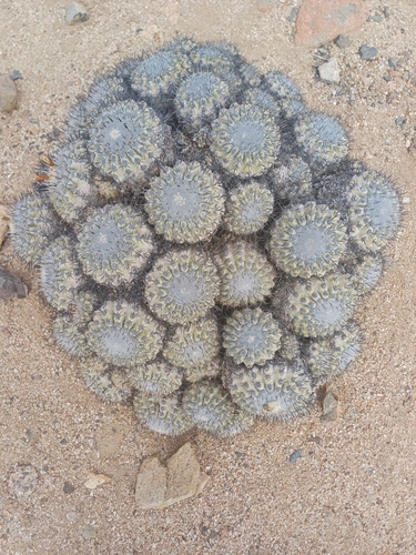 Copiapoa cinerascens