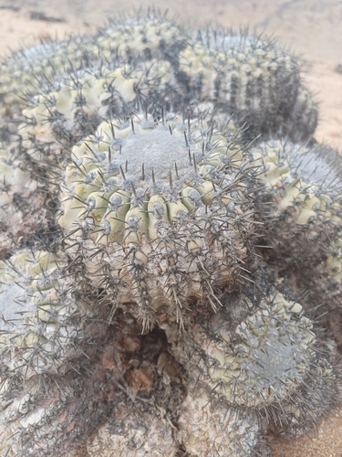 Copiapoa cinerascens