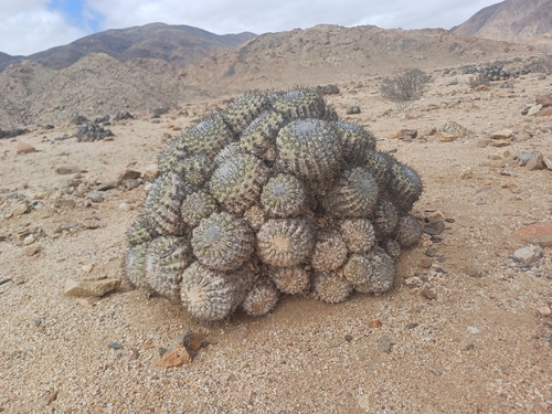 Copiapoa cinerascens