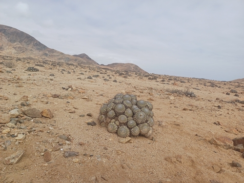 Copiapoa cinerascens