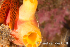 Ascidia incrassata