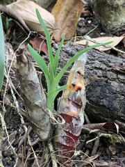 Mormodes