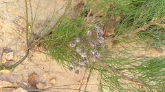 Serruria kraussii